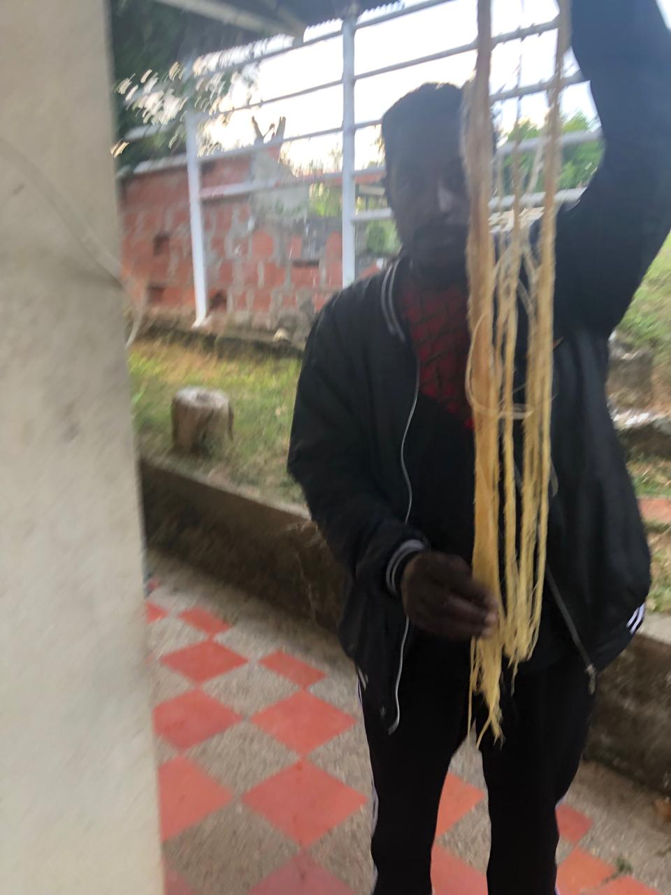 Aprovechamiento del seudotallo