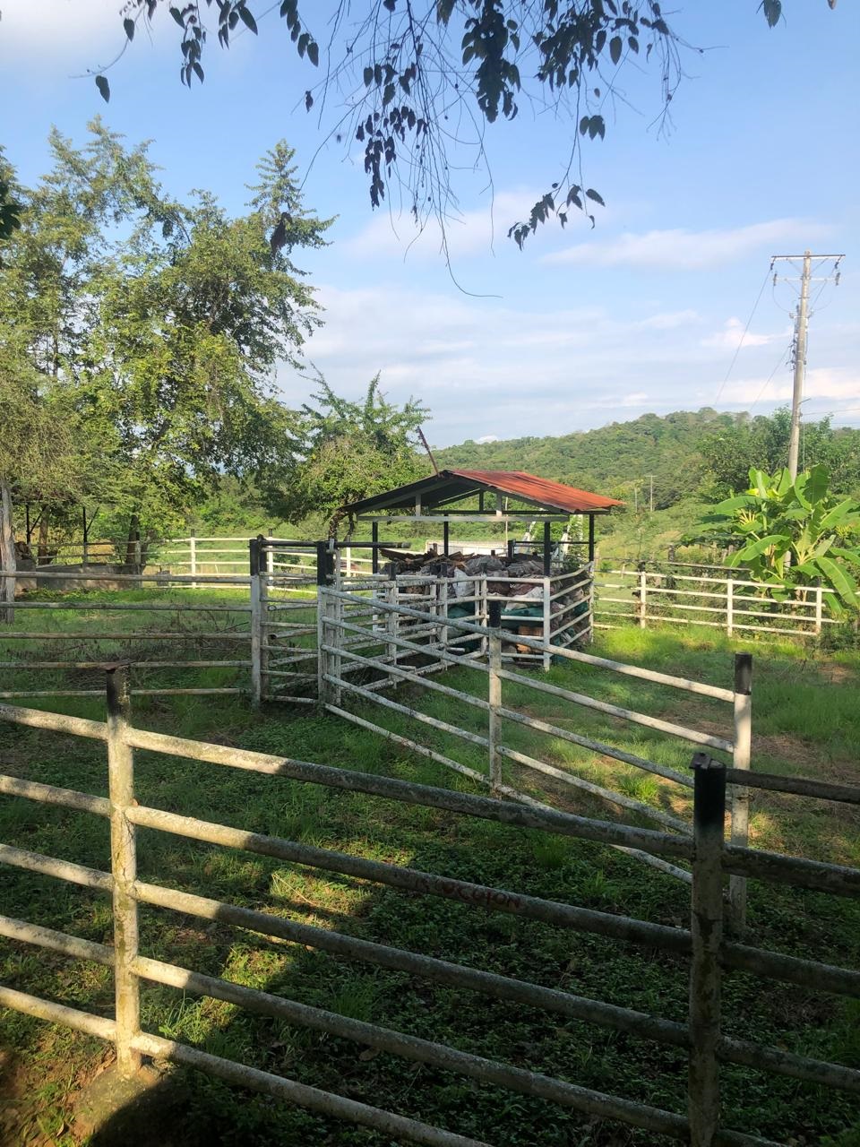 Transformación del plátano