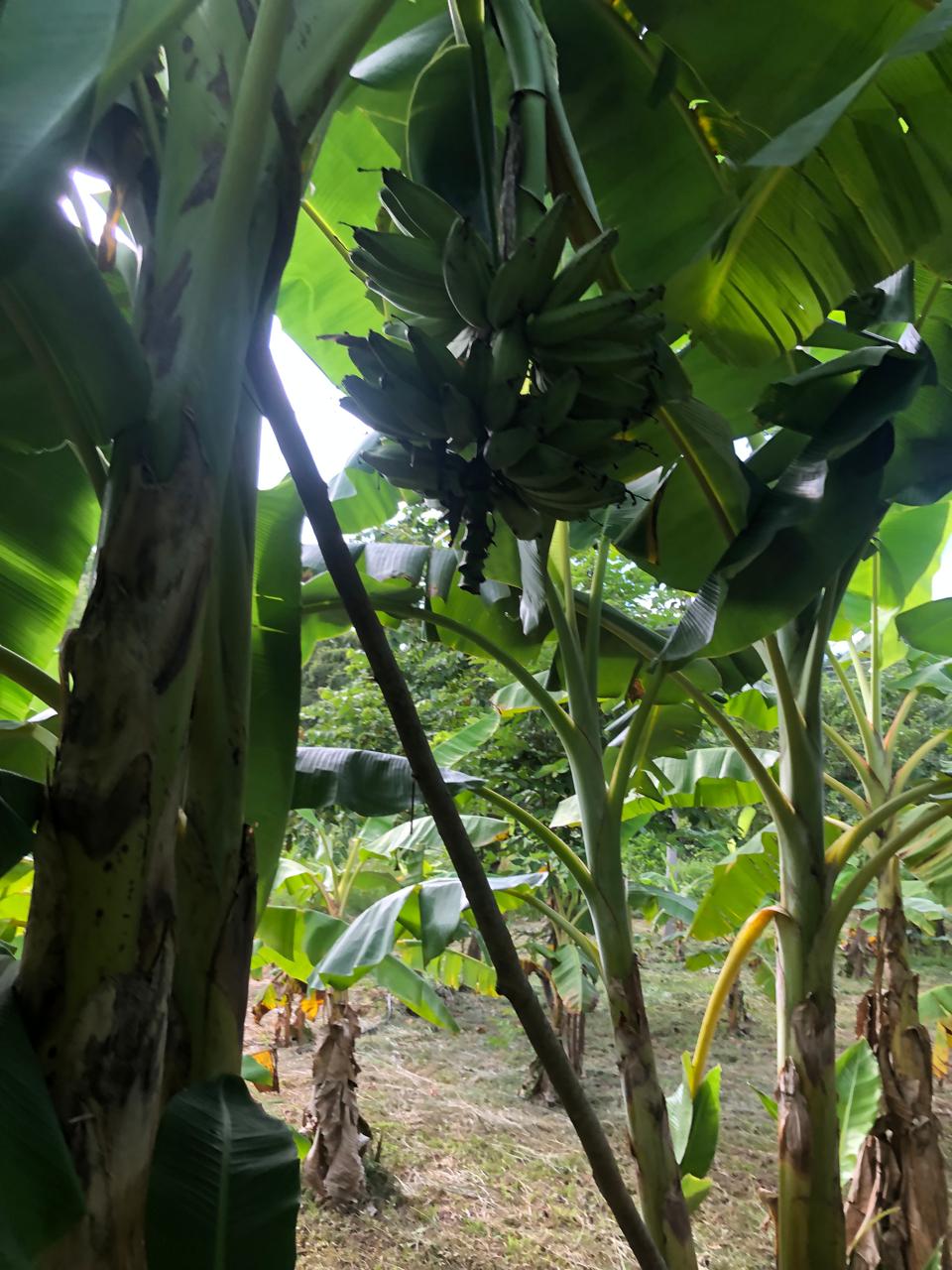 Variedades de plátano