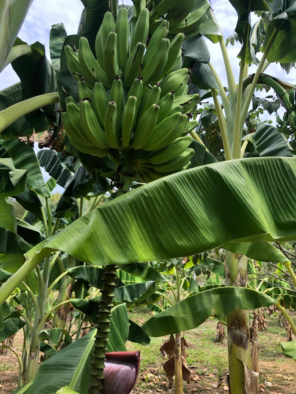 Variedades de plátano