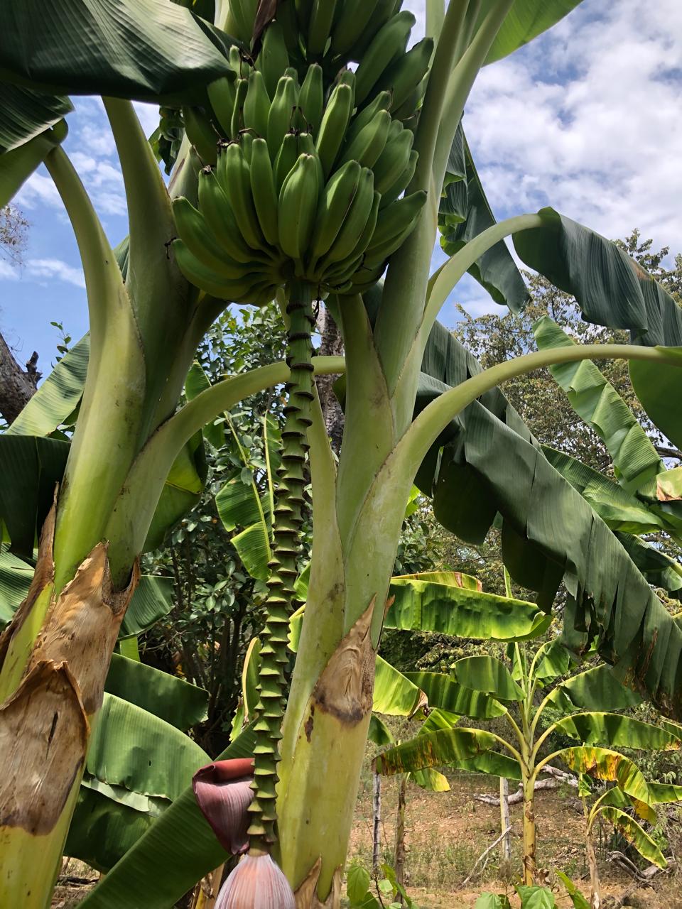 Variedades de plátano